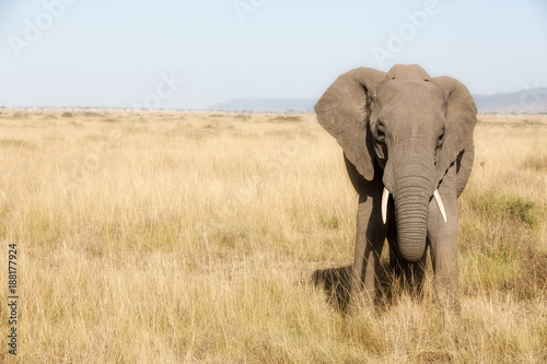 Adult elephant in the Masai Mara © Rixie