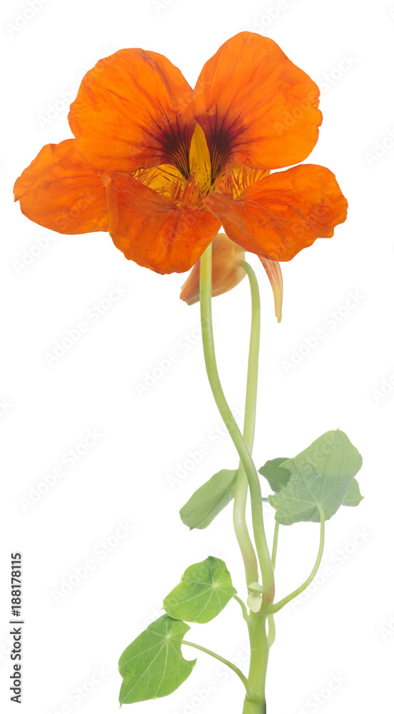 Naklejka premium bright orange nasturtium flower with bud