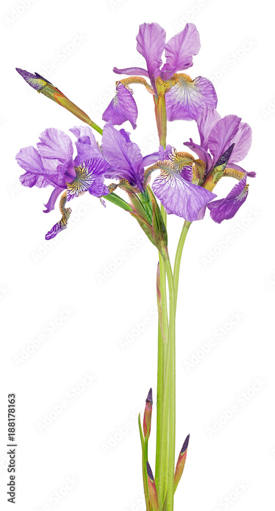 bunch of small lilac iris flowers on white