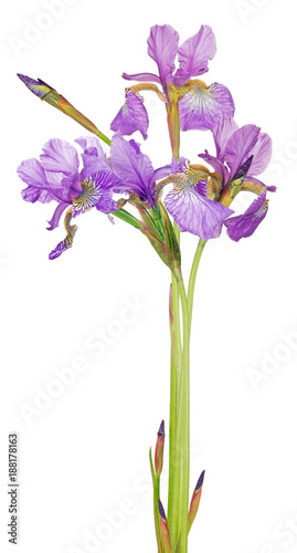 Fototapeta Naklejka Na Ścianę i Meble -  bunch of small lilac iris flowers on white