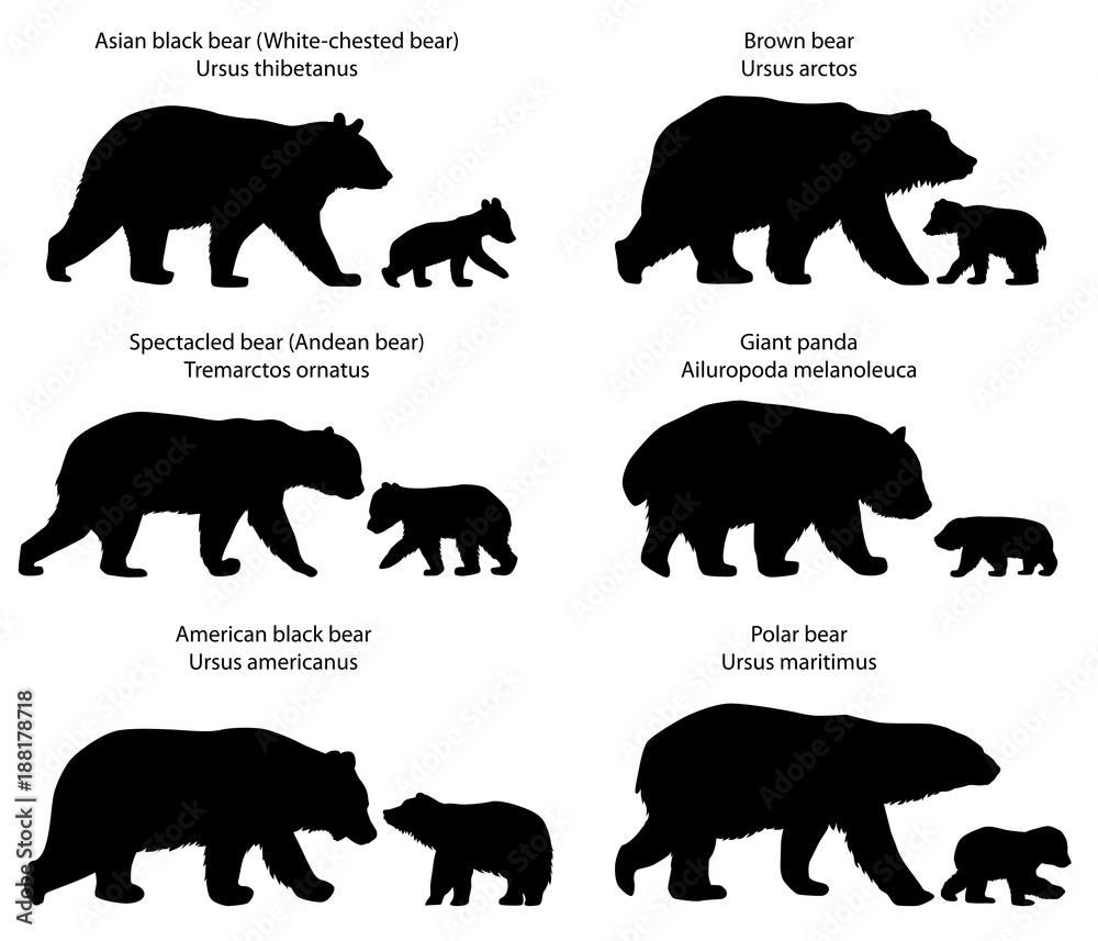 Naklejka premium Zbiór sylwetek różnych gatunków niedźwiedzi i niedźwiadków