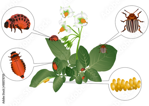 Colorado beetle and its larvae on potato plant