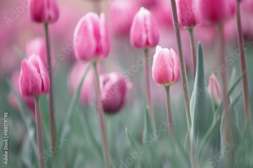 rozmyte-kwiaty-tulipana-w-wiosennym-ogrodzie