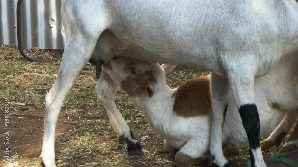 a baby sheep suckles from its mother at a village near masai mara in kenya a baby sheep suckles from its mother at a village near masai mara in kenya