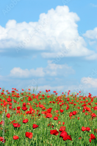 Poppies flower meadow and blue sky with clouds landscape spring season