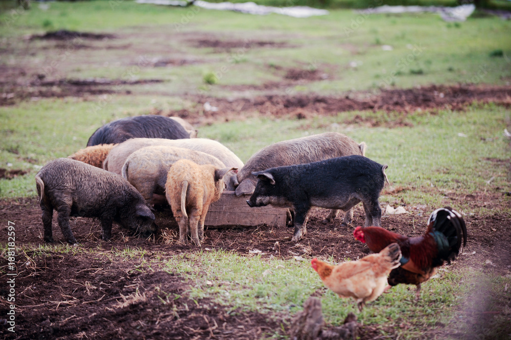Happy domestic piglets and pigs play and have fun in the open. The concept of ecological and organic food on a pig farm in the village.
