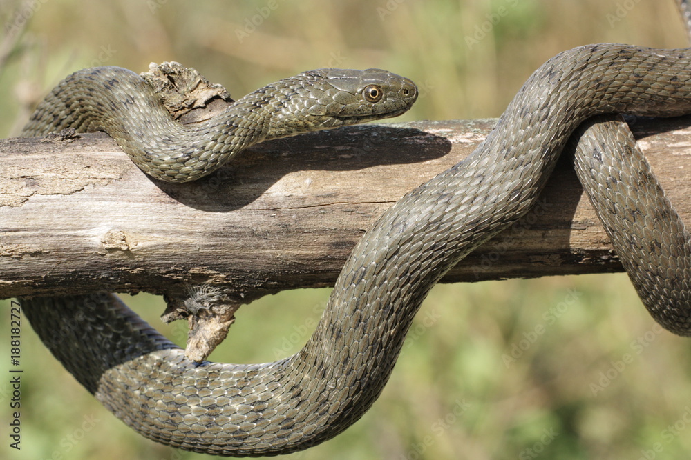 Fototapeta premium Natrix tessellata.The dice snake is a European nonvenomous snake belonging to the family Colubridae, subfamily Natricinae.