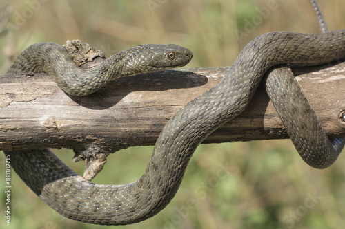 Natrix tessellata.The dice snake is a European nonvenomous snake belonging to the family Colubridae, subfamily Natricinae.