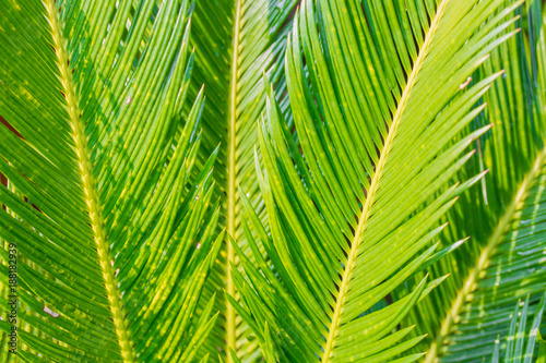 Close up Green palm leaf background