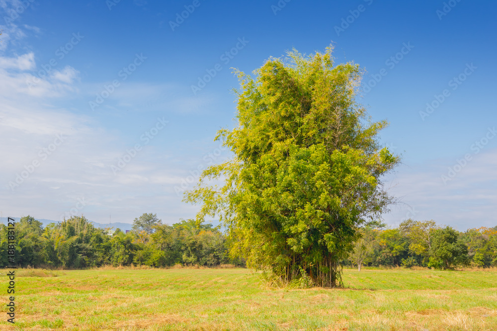 The green tree is in the middle of a green lawn with a sky and nature background. The green tree is in the middle of a green lawn with a sky and nature background.