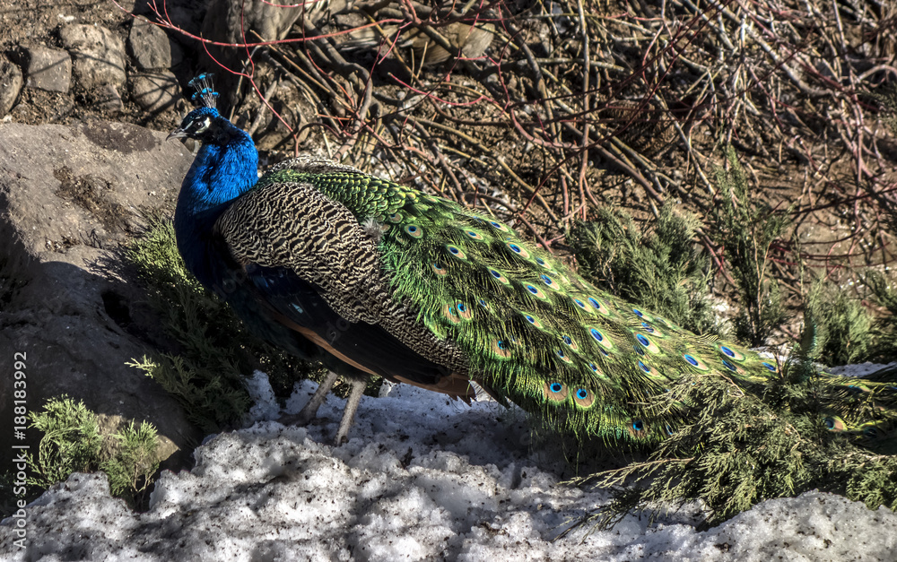 Naklejka premium Peacock in the snow