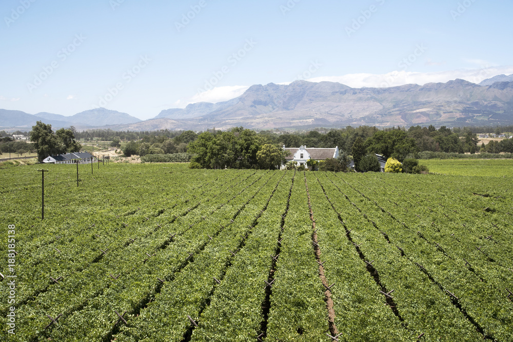 Paarl Western Cape South Africa. december 2017. Vines  surround a Cape Dutch style homestead and a mountain background