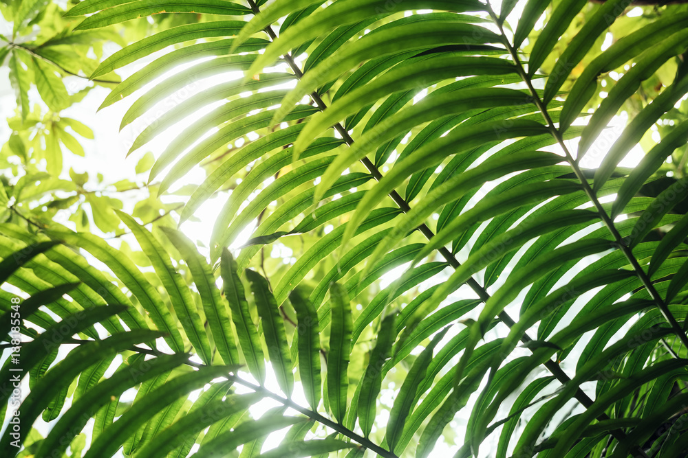 Green leaf background texture Tropical Plant tree Nature abstract Green leaf background texture Tropical Plant tree Nature abstract