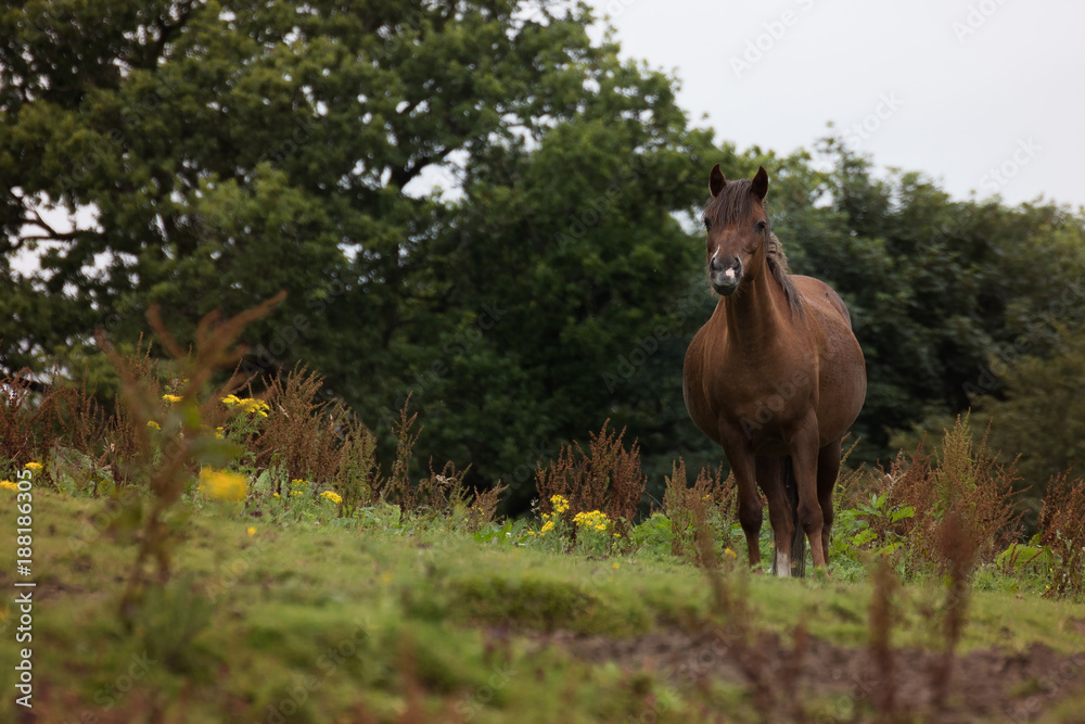 Fototapeta premium A brown female horse standing in a field 