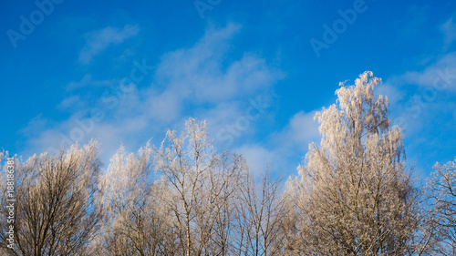 The tops of the trees against the blue sky. Winter landscape with snow covered trees and the sun. 