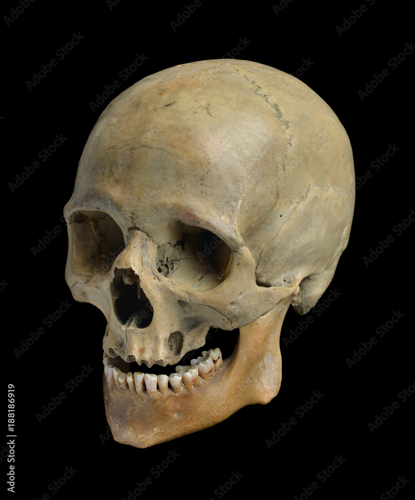 Fototapeta premium Skull of the human