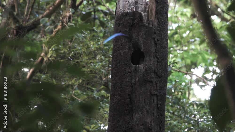 Quetzal bird in nest on tree hole Quetzal bird in nest on tree hole