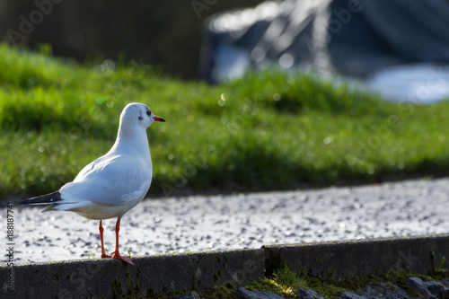 a seagull looking for food