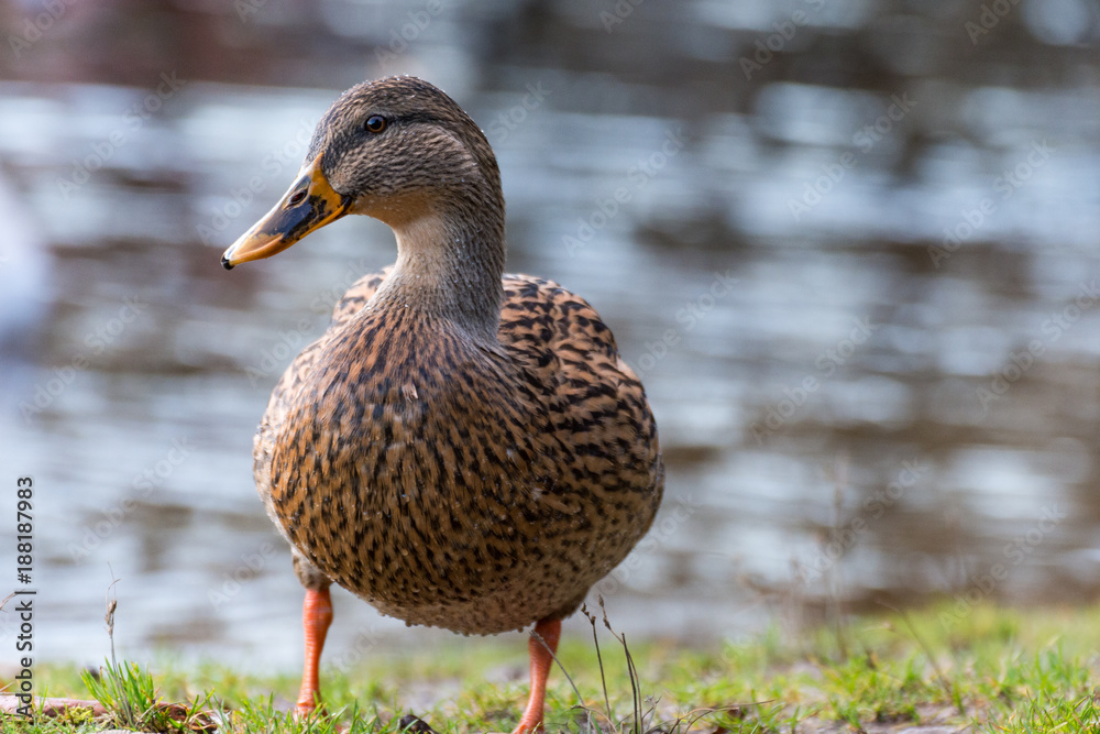 A female duck at the edge of Loch Lomond A female duck at the edge of Loch Lomond