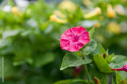 Mirabilis jalapa or The Four o’ Clock Flower with water drops after rain in the night photo