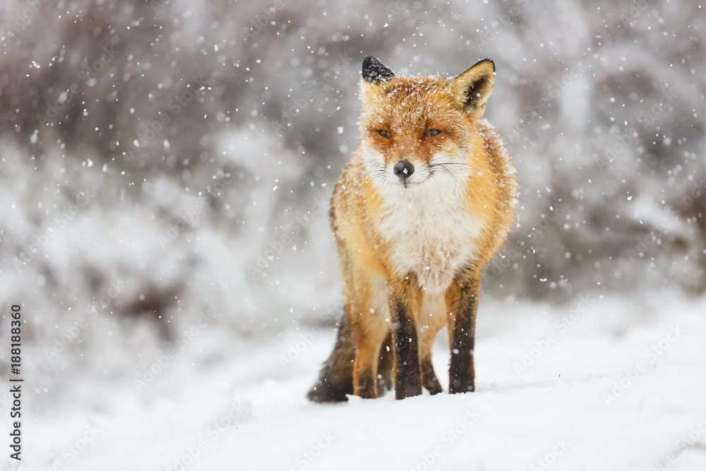 Obraz premium red fox in the snow