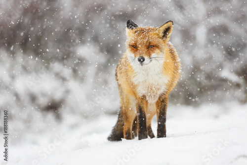 red fox in the snow © Pim Leijen