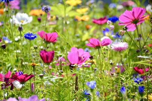 bunte Blumenwiese - Wildblumen