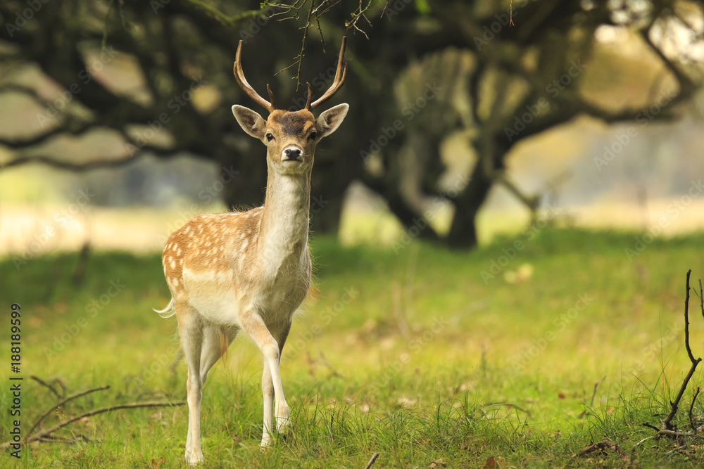 Fototapeta premium Young fallow deer buck, Dama Dama, walking in a dark forest
