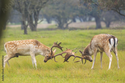 Fallow deer, Dama Dama, fighting during rutting season. photo