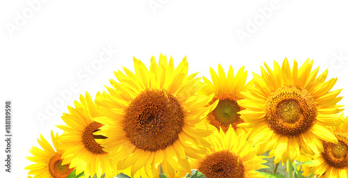 Fototapeta Naklejka Na Ścianę i Meble -  Bright yellow sunflowers