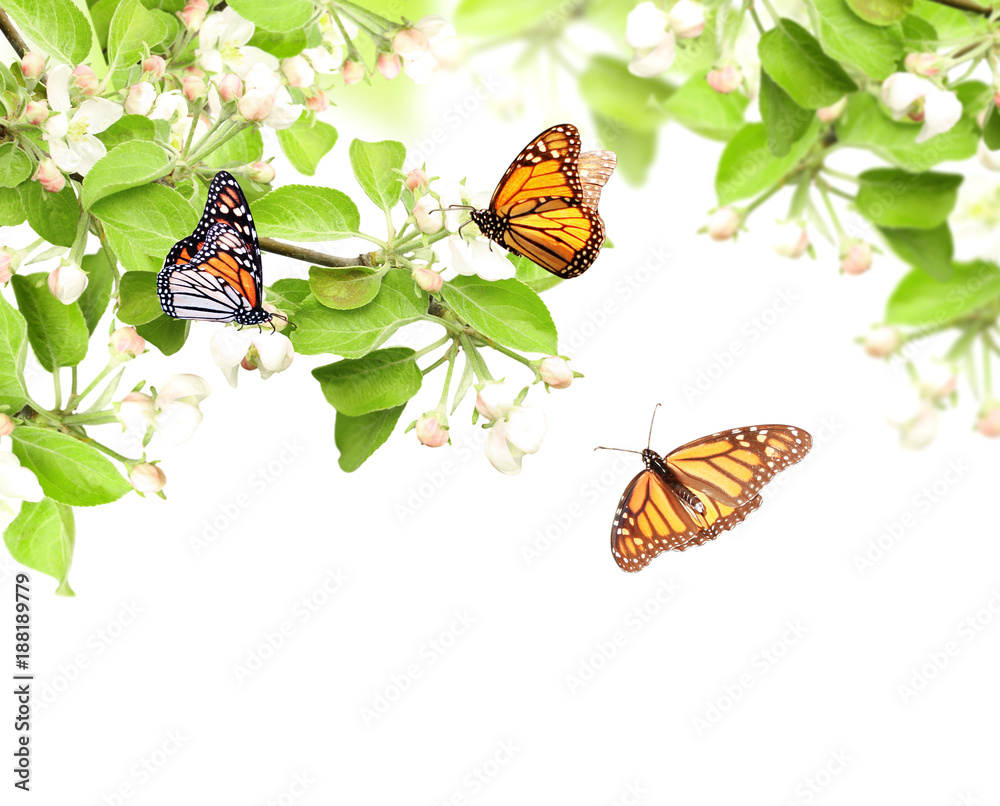 Naklejka Flowers of apple and monarch butterflies
