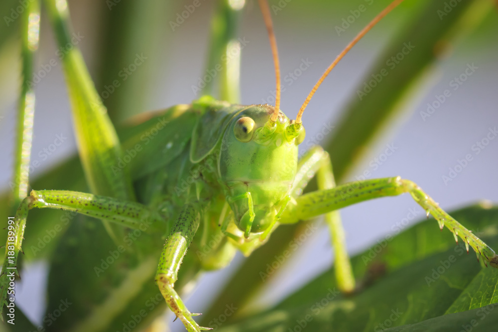 Head view macro close-up Great Green Bush-cricket, Tettigonia viridissima Head view macro close-up Great Green Bush-cricket, Tettigonia viridissima