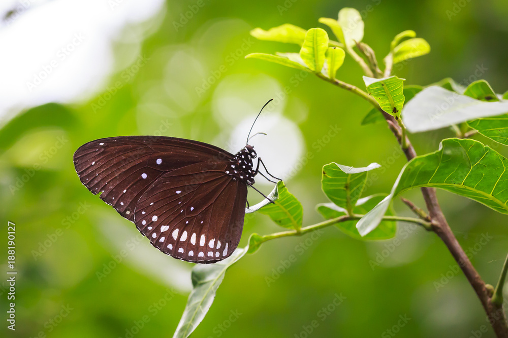 Common Indian Crow butterfly (Euploea core) resting on a green leaf in jungle vegetation Common Indian Crow butterfly (Euploea core) resting on a green leaf in jungle vegetation