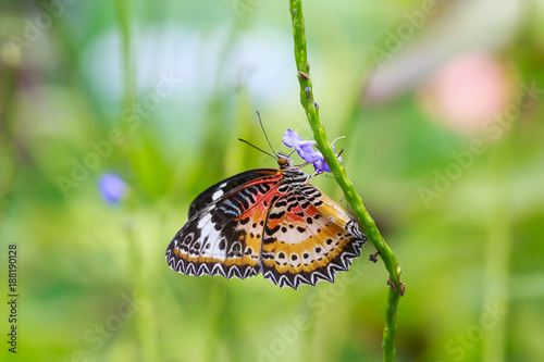 Red Lacewing (Cethosia bilbis) tropical butterfly resting in feeding nectar