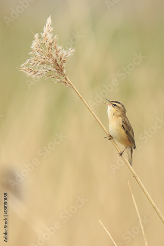 Sedge Warbler, Acrocephalus schoenobaenus, singing perched in a reed bed