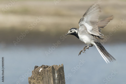 Closeup of a White Wagtail bird in flight