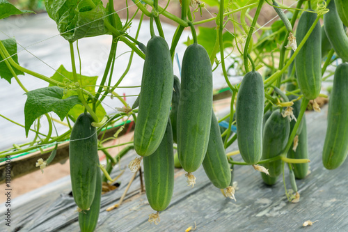 Green cucumber growing in field vegetable for harvesting.