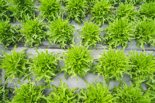 Lettuce green leaf in field, vegetable fresh in farm, salad. © tortoon
