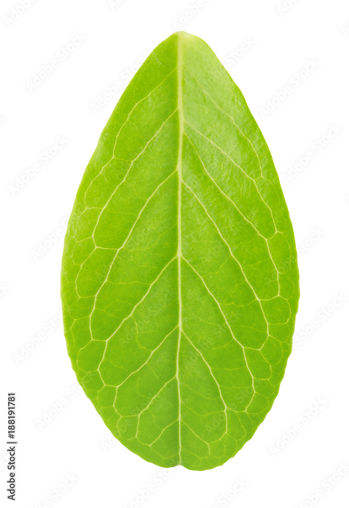 Fototapeta premium Cowberry leaf isolated on a white.