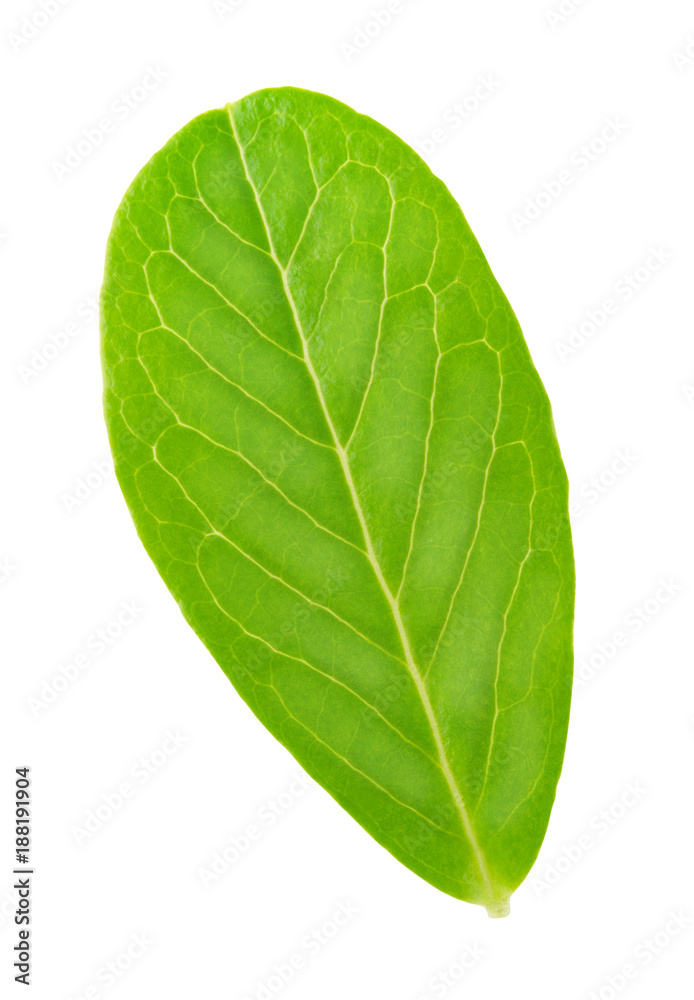 Obraz premium Cowberry leaf isolated on a white.