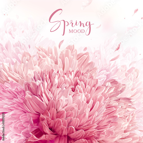 Pink, red and white Chrysanthemums background