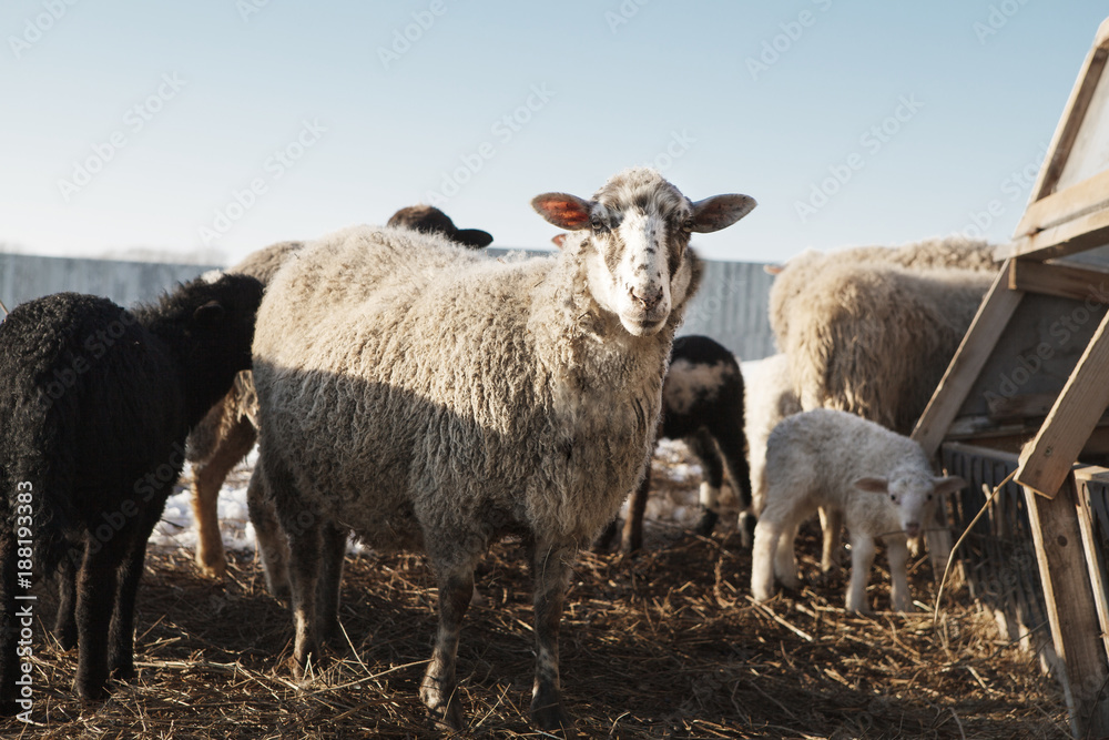 horizontal shot of white grown big sheep looking at the camera. horizontal shot of white grown big sheep looking at the camera.