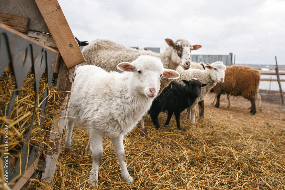 little white fluffy lamb sheep among adults. An enclosure for cloven-hoofed animals. The fishery of mutton in rural areas. little white fluffy lamb sheep among adults. An enclosure for cloven-hoofed animals. The fishery of mutton in rural areas.