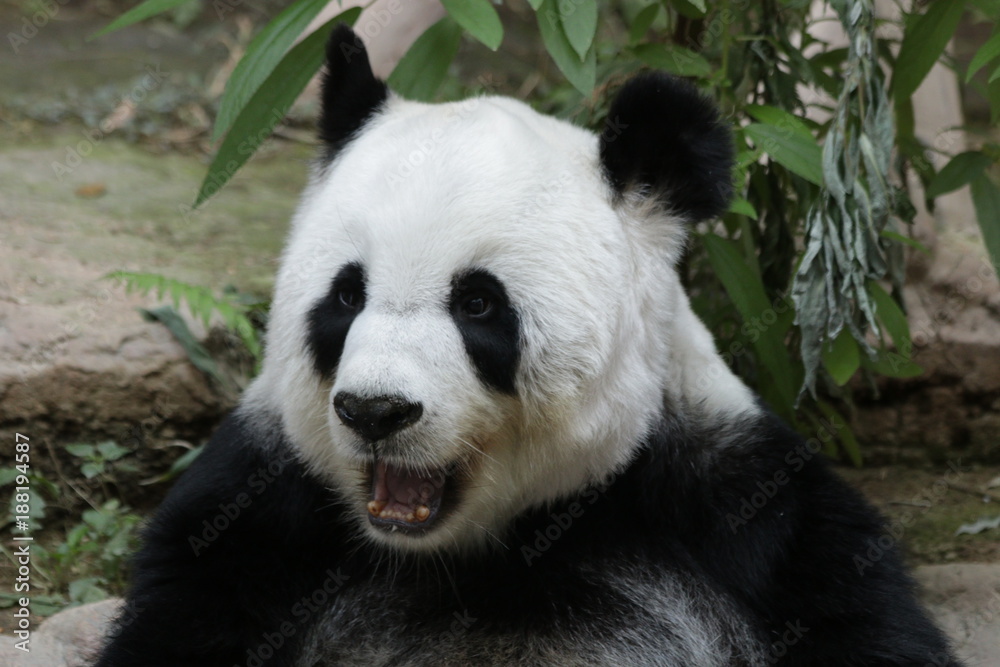 Fluffy Female Giant Panda in Thailand