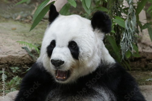 Fototapeta Naklejka Na Ścianę i Meble -  Fluffy Female Giant Panda in Thailand