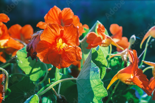 Quadro su tela Blooming nasturtium in sun