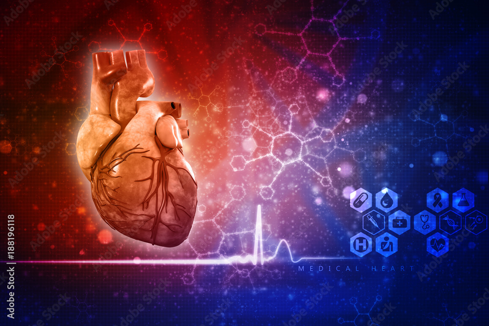 Fototapeta premium 3d illustration Anatomy of Human Heart 