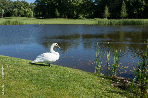 White swan standing on lake shore among green foliage. Summertime