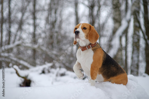 beautiful dog portrait Beagle