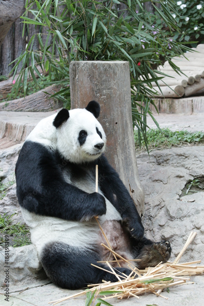 Giant Panda in Thailand